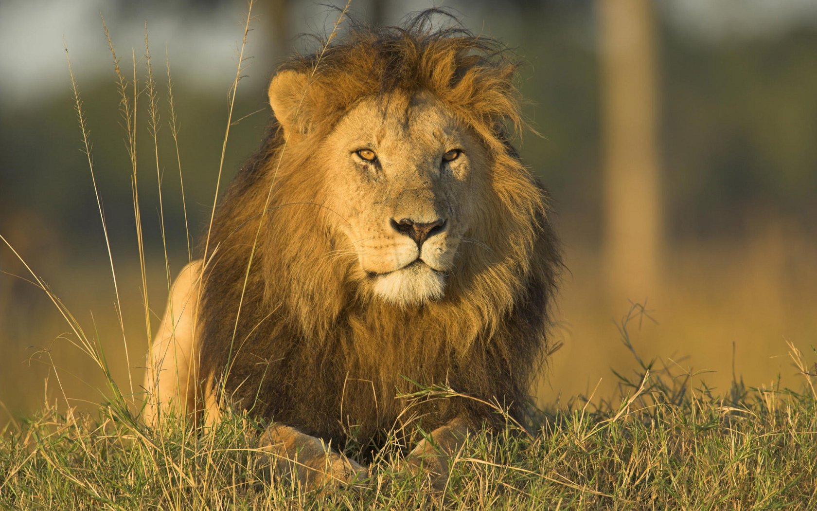 Mokele Mbembe - The Lion King Wiki